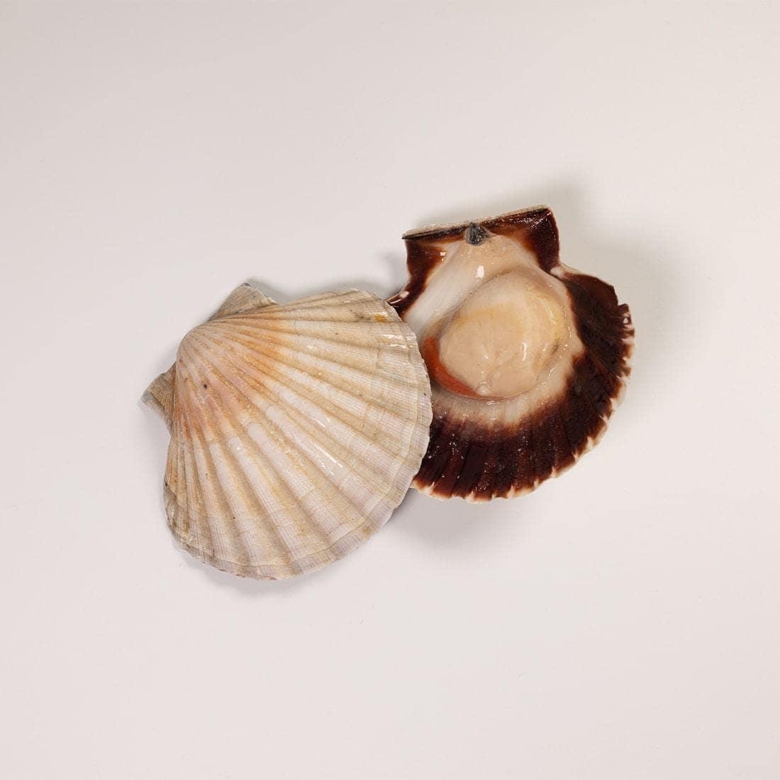 Image 1 of Scallop