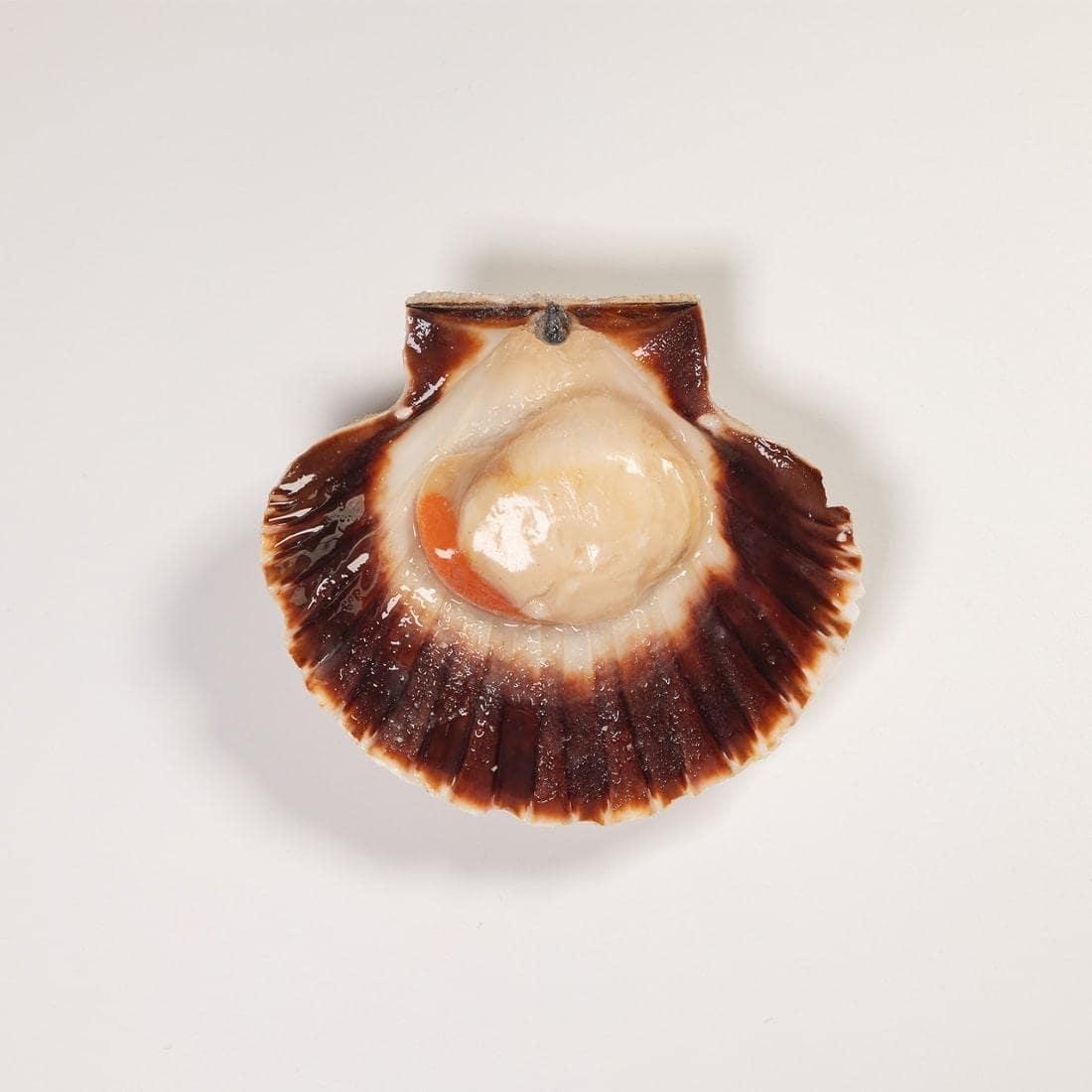 Scallop - Cover Image