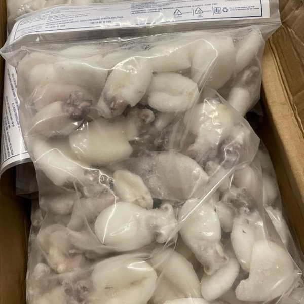 Clean baby cuttlefish