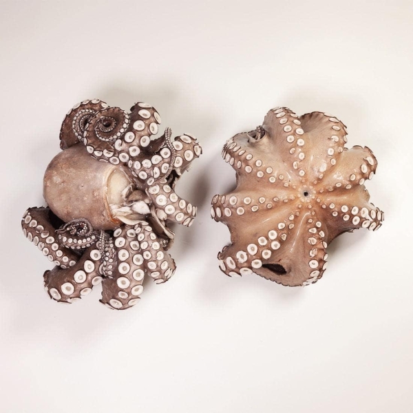 Octopus
