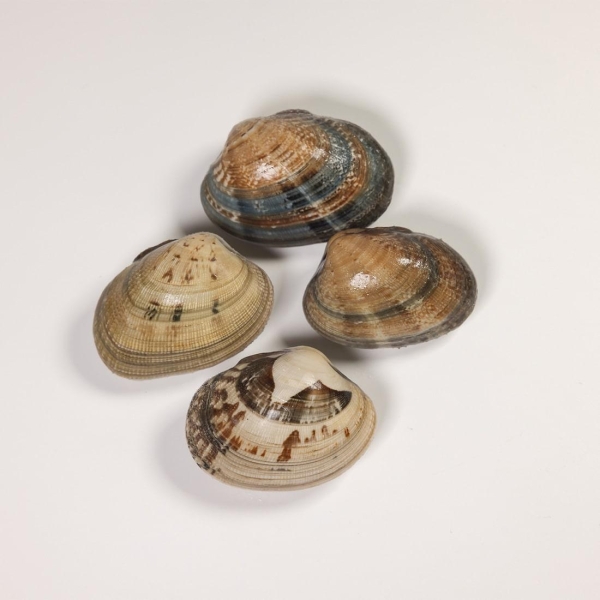 True Venus clams with shells